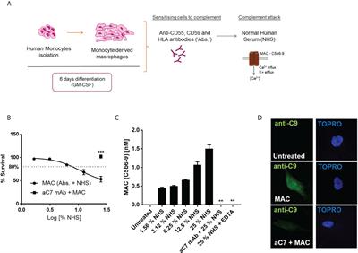 Complement membrane attack complex is an immunometabolic regulator of NLRP3 activation and IL-18 secretion in human macrophages